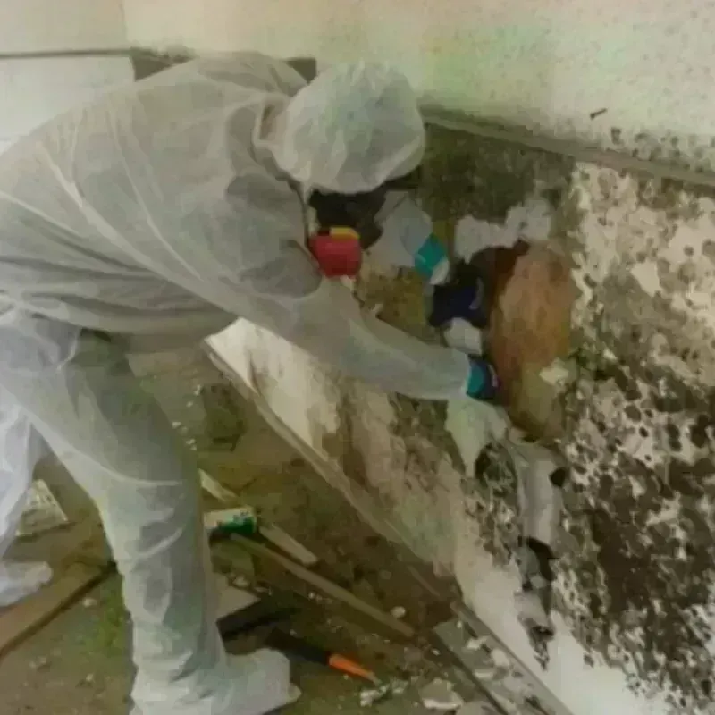 Mold Remediation and Removal in Iroquois County, IL